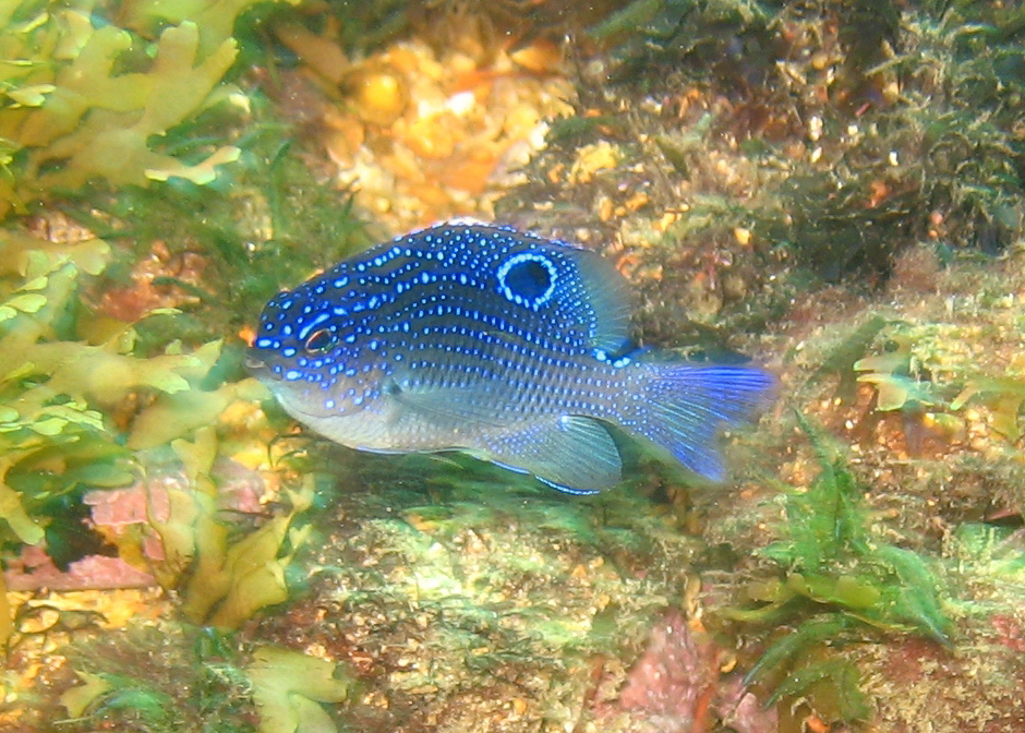 Stegastes imbricatus